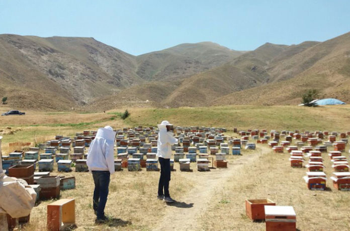 Le massacre des abeilles de Hakkari