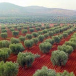 300 000 oliviers d’Afrin pillés par l’État turc Les oliviers d'Afrin pillés par l’État turc