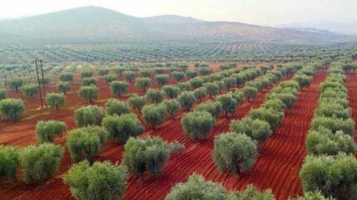 Les oliviers d'Afrin pillés par l’État turc