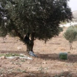 Afrin: Les mercenaires pro-turcs imposent des taxes pour la récolte des olives L’OSDH fait état de violations continues commises à Afrin par les forces d'occupation turques et leurs supplétifs djihadistes.