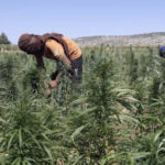 OSDH: « Des factions soutenues par la Turquie plantent du cannabis dans la région d’Afrin » Des groupes mercenaires de l’armée nationale syrienne soutenus par la Turquie plantent du cannabis dans les fermes du district de Rajo à Afrin.