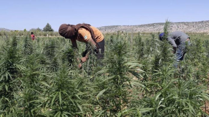 Des groupes mercenaires de l’armée nationale syrienne soutenus par la Turquie plantent du cannabis dans les fermes du district de Rajo à Afrin.