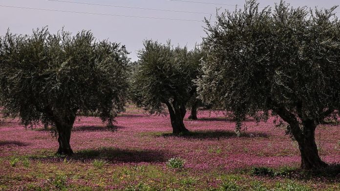 Les mercenaires djihadistes du groupe « Samarkand », affilié à la Turquie, ont saisi environ 3500 oliviers dans un village de Jandares, à Afrin.