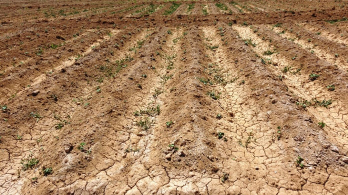 Les responsables de la direction de l'agriculture de Girê Spî (Tall Abyad) ont déclaré que la production agricole de Girê Spî avait diminué de 50 % en raison de la saison sèche et de l'abaissement du niveau d'eau de l'Euphrate.