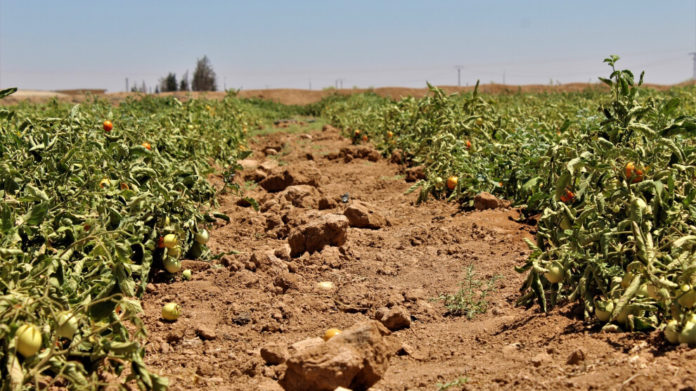 Les projets de serres maraîchères développés à Hassakê, dans le nord-est de la Syrie, assurent l'autosuffisance alimentaire de la région.