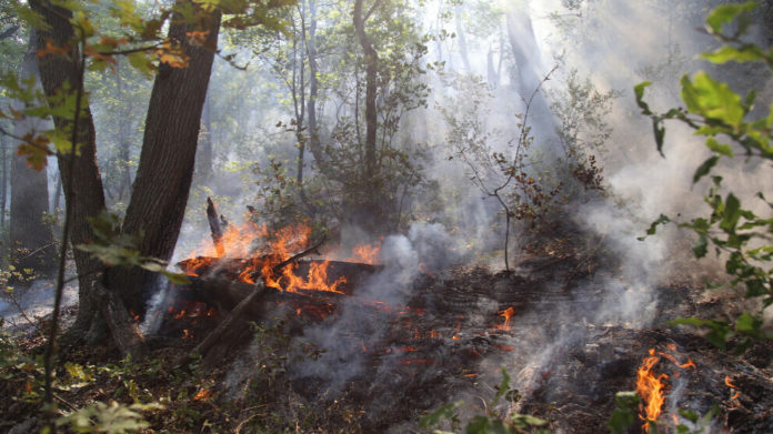 Selon le militant écologiste Vahap Işıklı, il y a une énorme différence entre les feux de forêt dans l'ouest de la Turquie et au Kurdistan