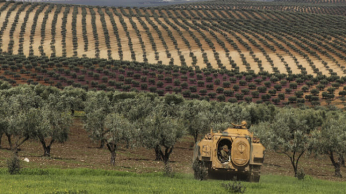 Alors que commence la cueillette des olives dans la région d’Afrin, les récoltes sont saisies par les mercenaires pro-turcs