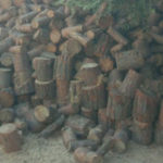 Afrin: Les forces d’occupation turques continuent d’abattre des arbres Les forces d’occupation turques et leurs supplétifs djihadistes continuent d’abattre des arbres dans la région occupée d’ Afrin, au nord de la Syrie.