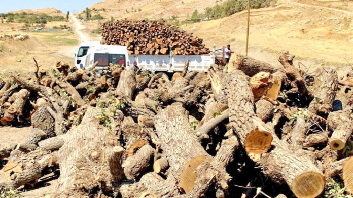 Les gardes de village recrutés par l'armée turque ont abattu et volé des arbres dans la région de Metina, au Kurdistan du Sud.