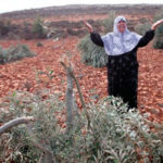 Afrin: Les forces d’occupation turques empêchent les paysans de faire la récolte Dans les districts de Shera et Sherawa, à Afrin, les attaques turques empêchent les paysans de récolter les céréales et les fruits
