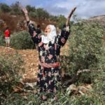 Les mercenaires de l’Etat turc abattent 520 arbres supplémentaires à Afrin Des mercenaires de l'État turc et des colons de la région rurale d'Idlib ont abattu 520 arbres supplémentaires dans les villages du canton occupé d’Afrin, au nord de la Syrie.