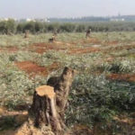 Afrin: 2 500 oliviers pillés par les mercenaires pro-turcs Des mercenaires alliés de la Turquie ont pillé près de 2 500 oliviers à Sherawa, dans la région d’Afrin sous occupation turque