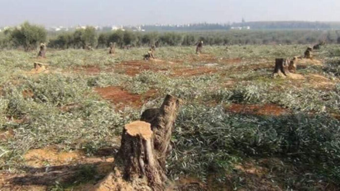 Des mercenaires alliés de la Turquie ont pillé près de 2 500 oliviers à Sherawa, dans la région d’Afrin sous occupation turque