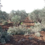 L’écocide à Afrin se poursuit : Des mercenaires turcs détruisent impitoyablement la nature et la vie des habitants La région occupée d'Afrin est le théâtre d'une tragédie environnementale en cours, alors que les mercenaires soutenus par la Turquie continuent de détruire impitoyablement les arbres et les terres agricoles.