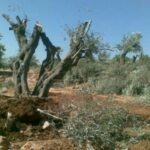 Des mercenaires de l’occupation turque abattent 164 oliviers à Afrin occupée Les mercenaires soutenus par l’occupation turque ont abattu 164 oliviers centenaires dans la campagne occupée d’Afrin, poursuivant ainsi une série de crimes perpétrés dans les régions syriennes sous occupation, ciblant à la fois les habitants restants et leur environnement naturel.