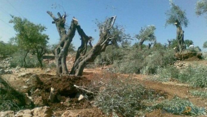 Les mercenaires soutenus par l’occupation turque ont abattu 164 oliviers centenaires dans la campagne occupée d’Afrin, poursuivant ainsi une série de crimes perpétrés dans les régions syriennes sous occupation, ciblant à la fois les habitants restants et leur environnement naturel.